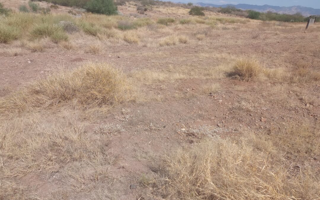 4 Terrenos Ejidales – Juntos o por Separado